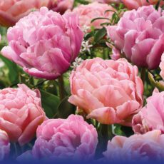 8718641971260 1 Tulip Silky Shine Mixed Bulbs.jpg
